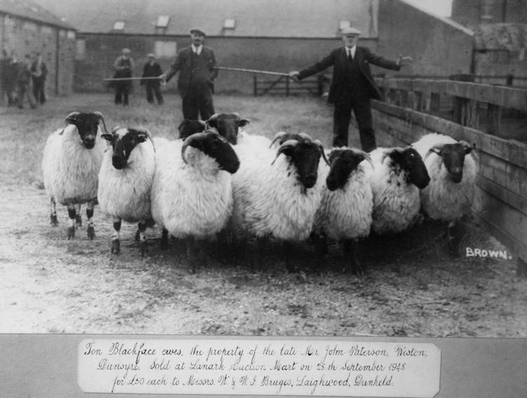 This breed of sheep, the Blackface, no longer exist in their current form