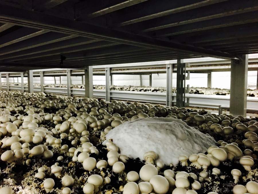 Salt being used to control diseases in mushroom crops