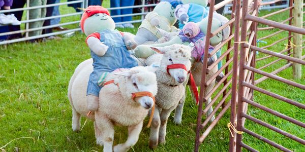 If cancelled, the sheep racing event will be the third throughout the UK to be banned in recent months