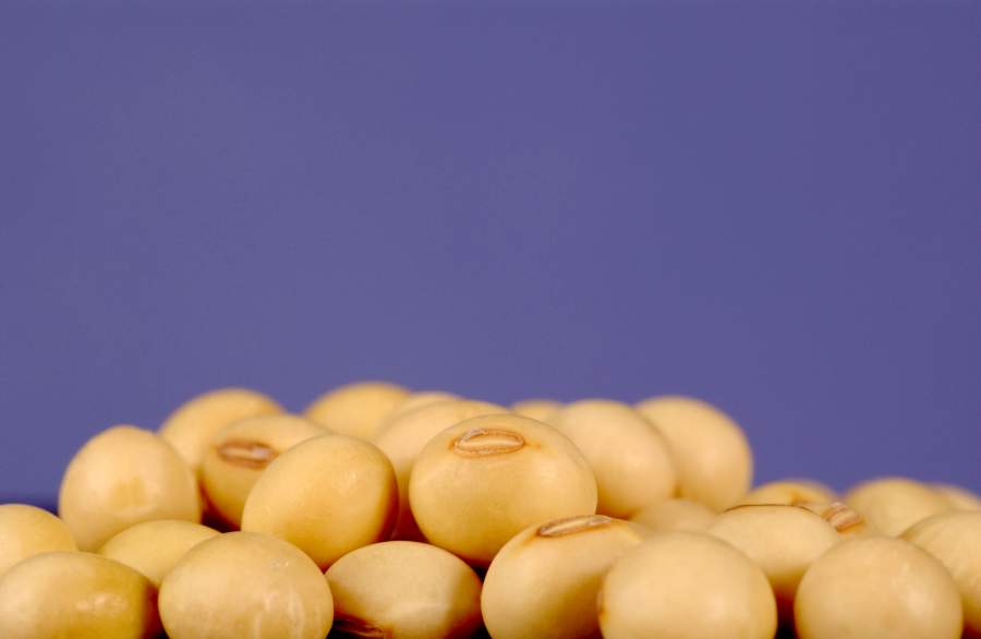 The soya market has seen a continued rise