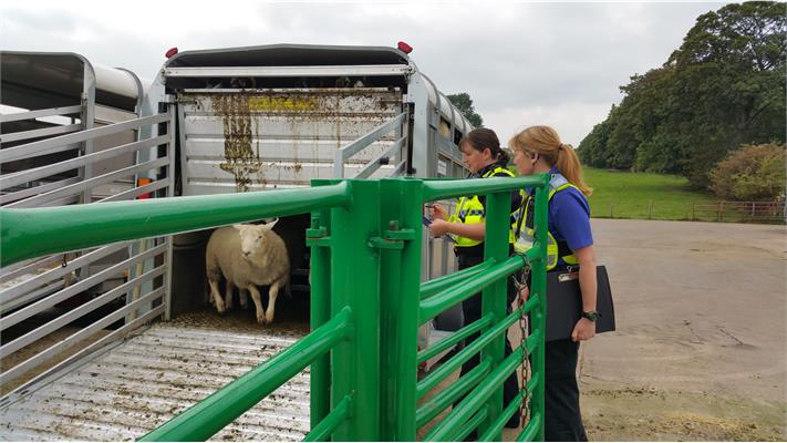 Sheep trailers were checked against stolen trailer databases