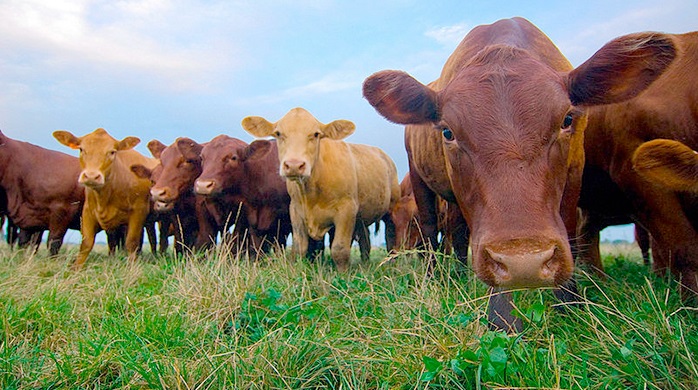 The report declares that British farming is "fundamentally broken"