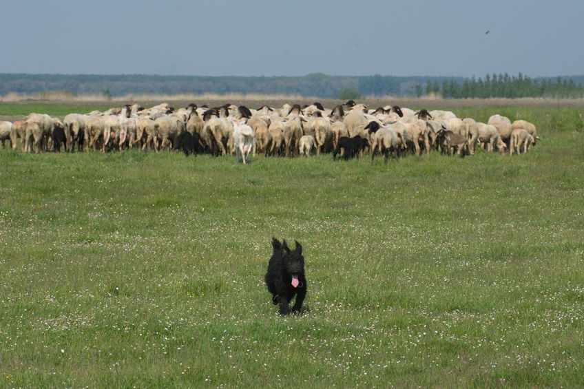 Police said it appeared the dog or dogs had attacked a flock of sheep (Stock photo)