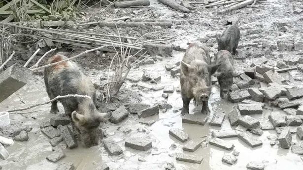 More than 20 pigs had to be culled after being left without adequate conditions
