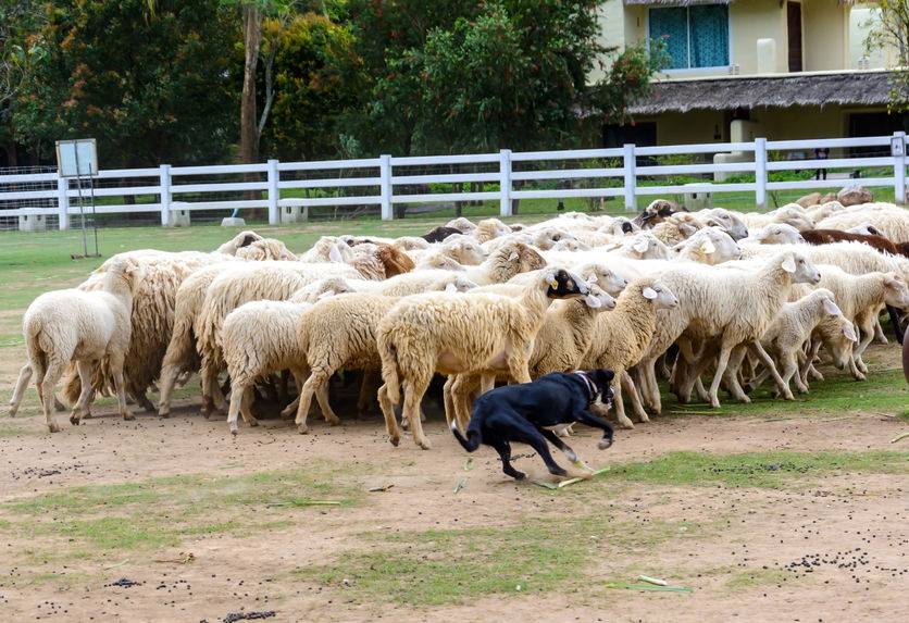 The police said dogs attacked the sheep as a school party watched on in horror (Stock photo)