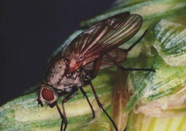 Wheat Bulb fly, 'Delia coarctata', is a small fly which lays its eggs in exposed soil... (Photo: ADAS)