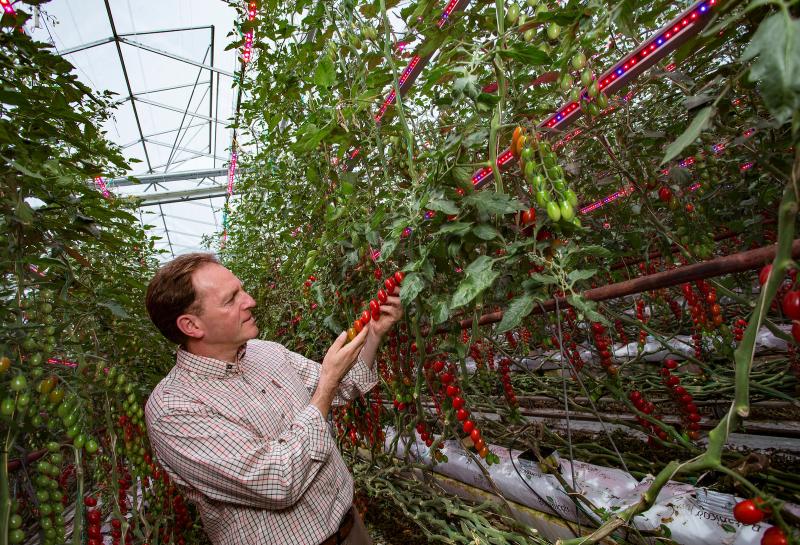 Over 200 million tomatoes are plucked from the LED-laden vines