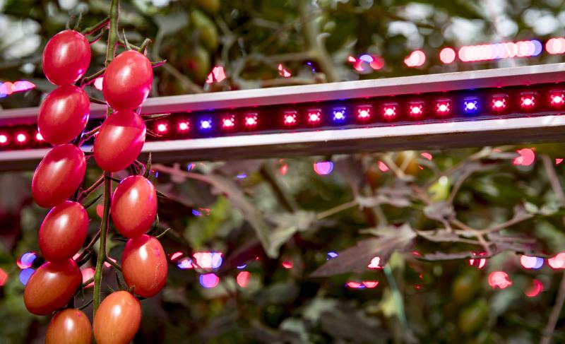 The technological innovation will see British tomatoes available all-year-round