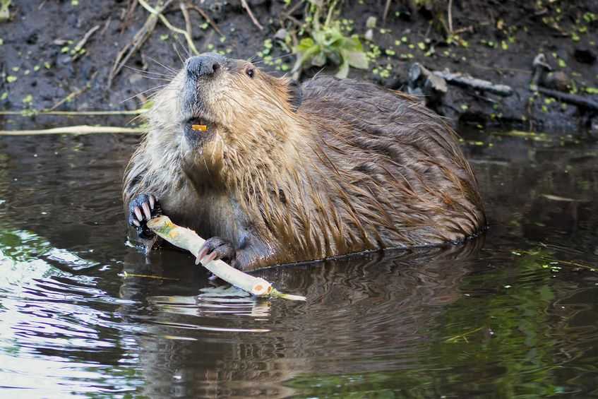 Farmers have expressed concern about the increasing amount of beaver numbers