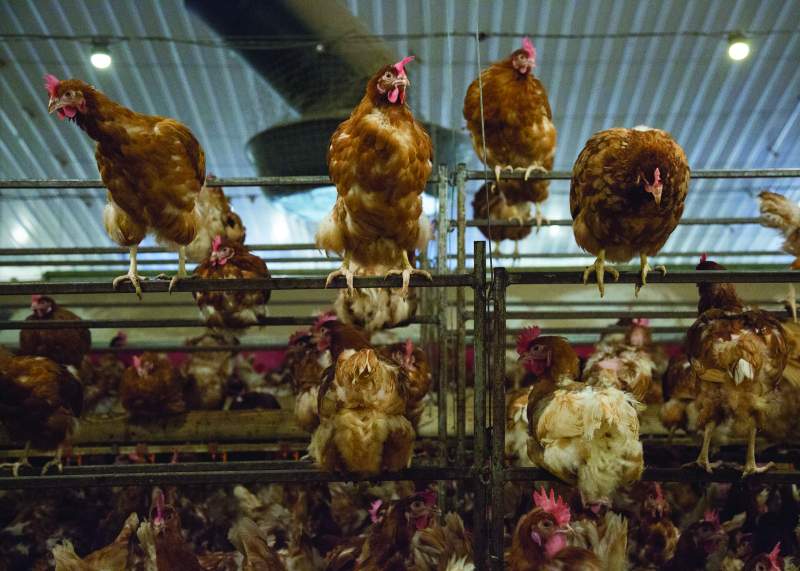 More than 80 per cent of producers who responded to a BFREPA survey said that they did not support Freedom Food's proposals