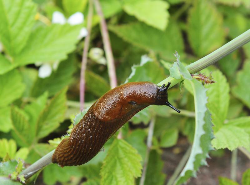 Slug pellets are used to control slug infestations, which risk eating away at crops and damaging food production