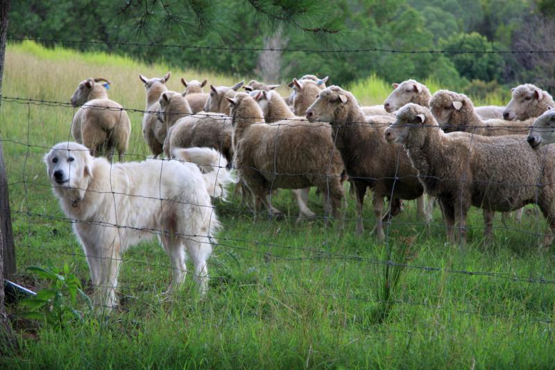 Sheep worrying is an ongoing issue around the UK countryside (Stock photo)