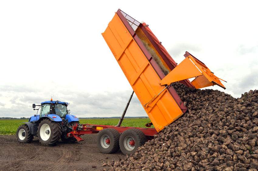 M&J Haulage was expected to harvest an estimated 3,650ha of sugar beet this season