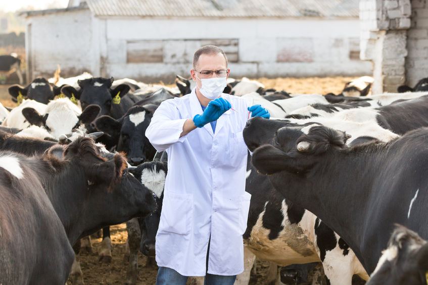 Bluetongue virus has been detected and dealt with in imported cattle from France