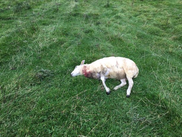 One of Ben Jones' dead sheep (Credit: FUW)