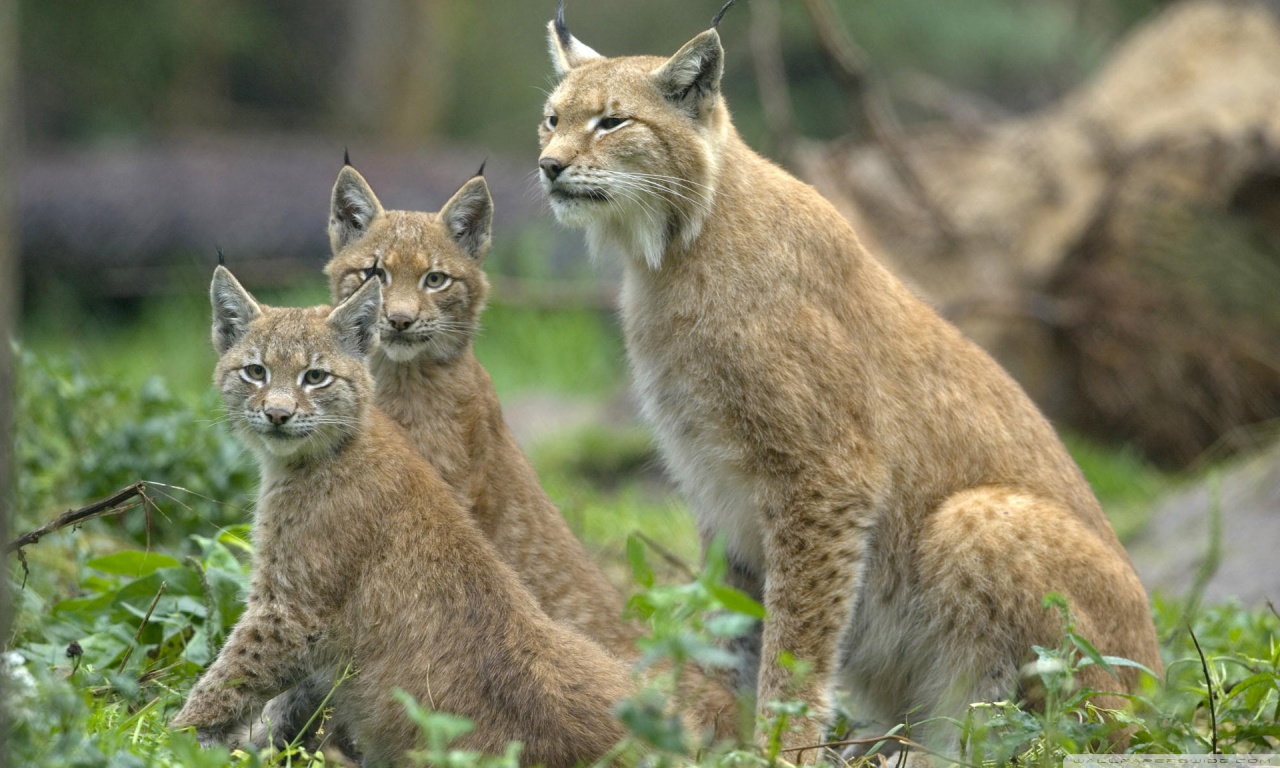 The Eurasian lynx on the loose could attack livestock, such as sheep, for food (Stock photo)