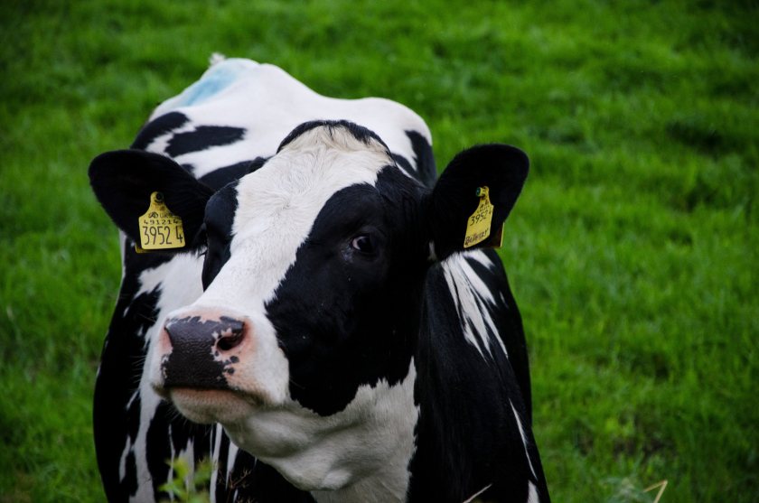 Bovine TB affects thousands of farm businesses and leads to the slaughter of approximately 30,000 cattle every year