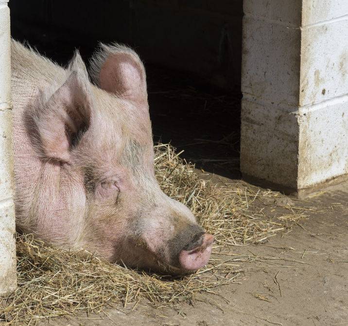 Brexit could create pig industry labour crisis, survey show