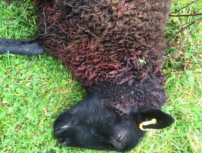 Livestock worrying leaves Glamorgan farmer devastated (Photo: FUW)