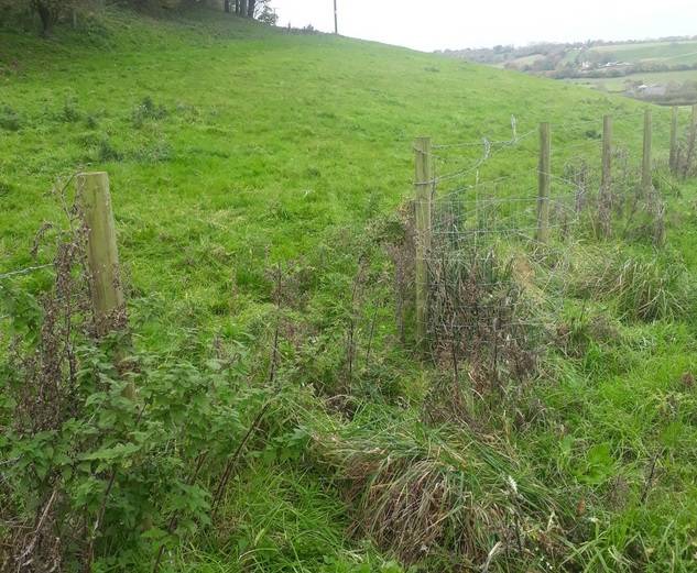 The farmer's fence had purposely been cut open, causing his calves to escape (Richard Felce/Twitter)