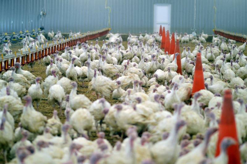 Red Tractor Assured turkey production in Staffordshire