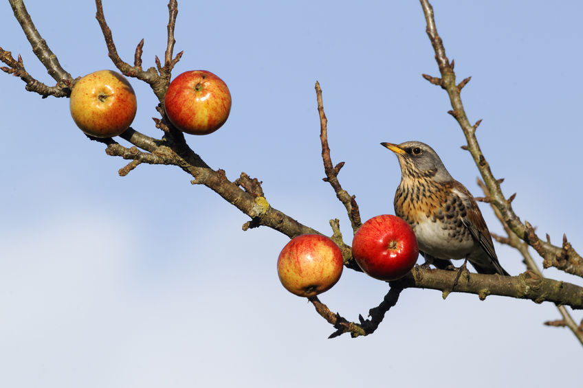 Unusually low temperatures in April caused many apple crops to feature blemishes