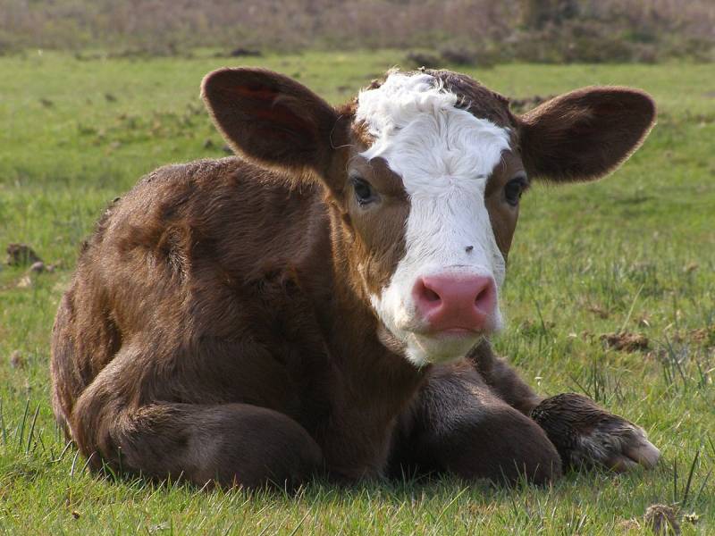 Pregnant heifers have lost their calves due to the abuse by the farm intruders (Stock photo)