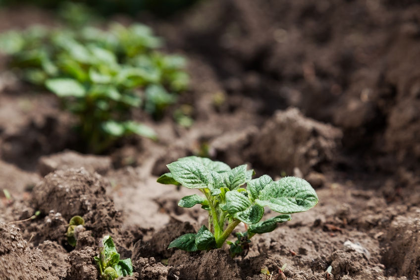 Late blight in potatoes is seen as a global challenge