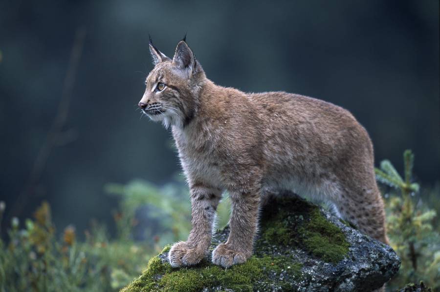 Lillith the lynx killed seven sheep when she was in the countryside after escaping the zoo