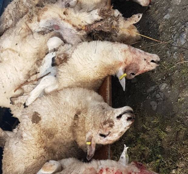 National Sheep Association has released an image showing the mauled sheep