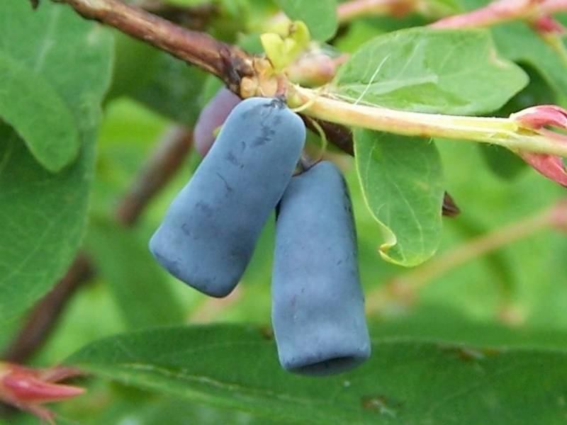 Scottish farmers are hoping to increase production of the honeyberry to 5,000 acres