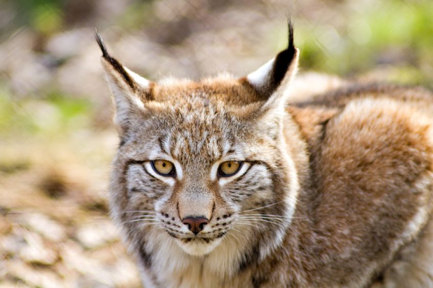 The Eurasian lynx could be reintroduced in an area of Northumberland if plans are successful