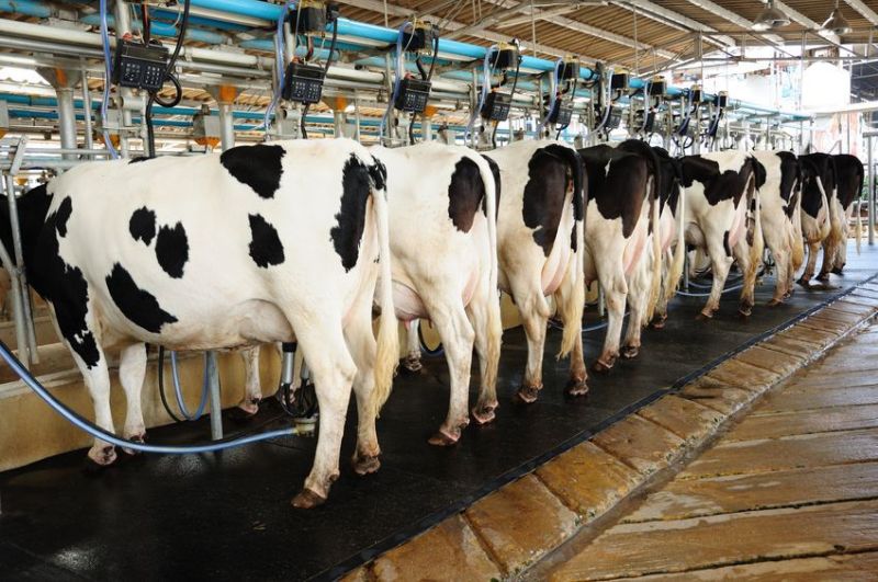 Many dairy farmers are readying themselves for a fodder shortage on the back of cows being housed early