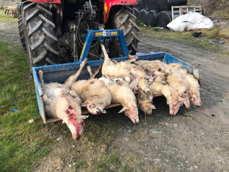 The sheep suspected of having been killed by the lynx (Photo: Farmers Union of Wales)