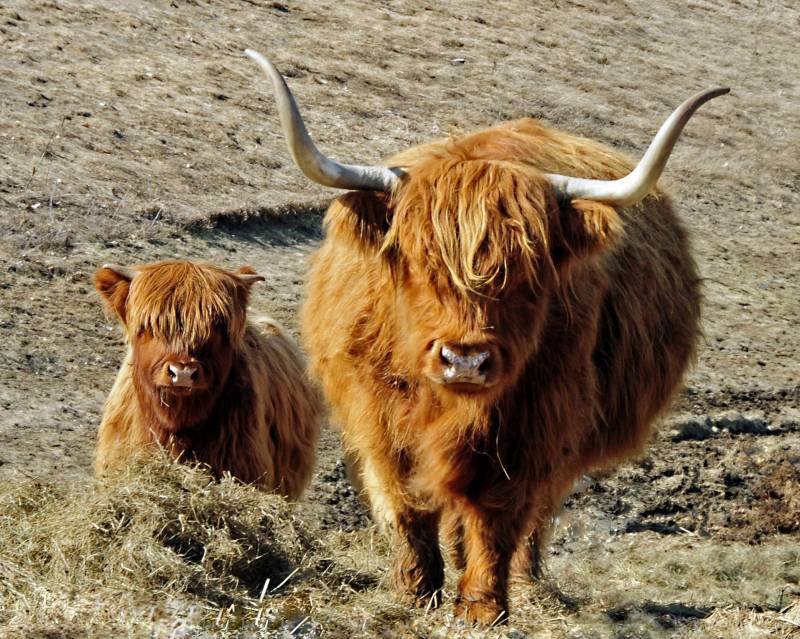 The crofters said a wandering bull from a nearby farm impregnated their pedigree Highland cow