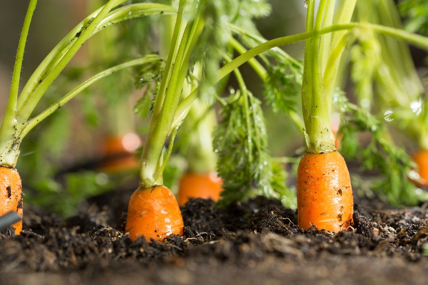 Between 20 and 60 per cent of crops is thrown away at the point of harvest