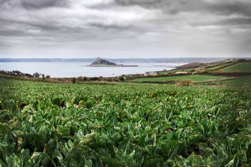 Grown around the cliffs of Hayle, growers will provide British cauliflowers throughout winter thanks to the close-to-coast growing methods 