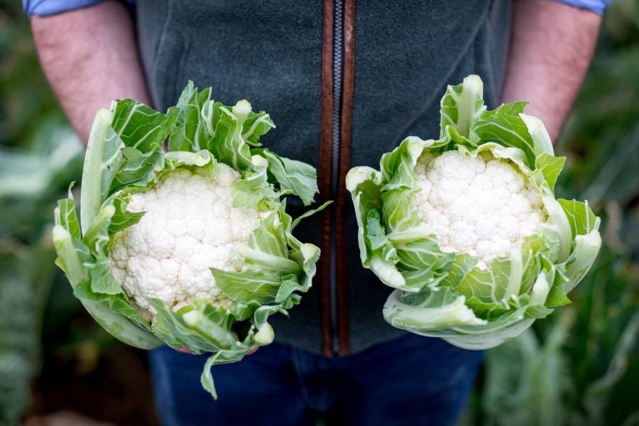 During frostier months, the veg needs up to 40 weeks to reach its peak quality