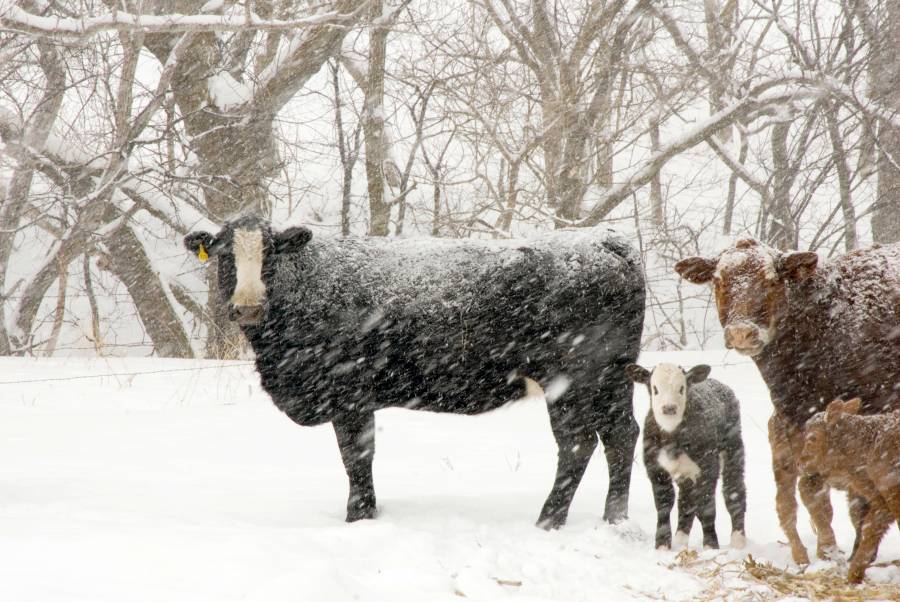 Scotland’s farmers and crofters face the challenge of a very high cost winter