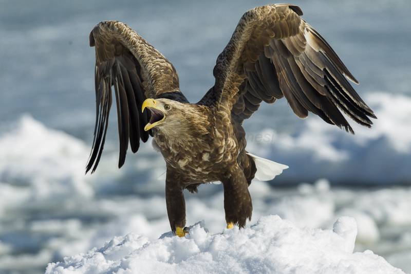 Sheep farmers fear the large bird of prey, which frequently attack young livestock