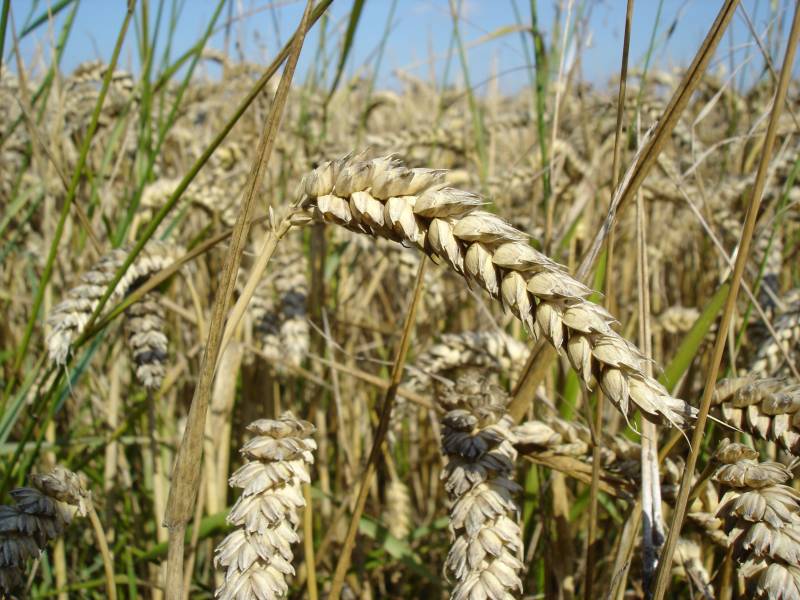 Wheat yields are showing increased variability according to a harvest survey