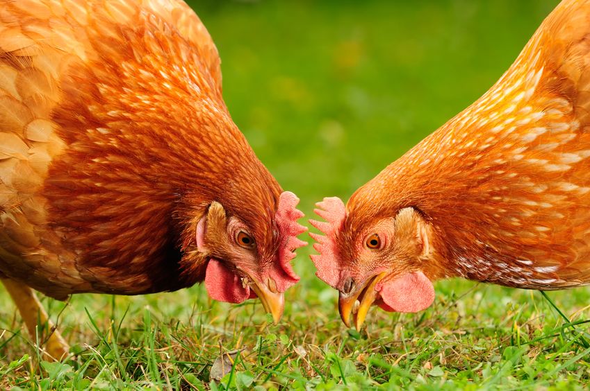 The UK saw six outbreaks in backyard flocks last year which all had an effect on commercial producers