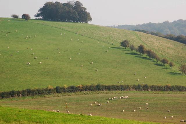 Sheep farming plays a big role in the Chiltern Hills, an AONB in South East England