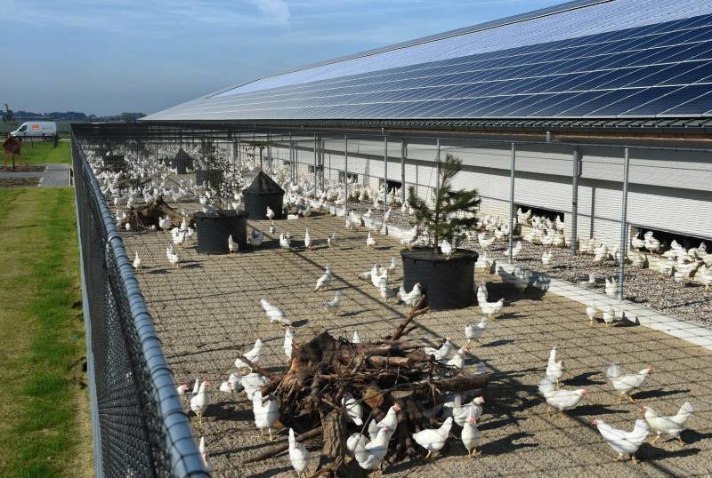 The eggs are being sold as 'Kipster eggs'. They are produced on a 24,000-bird unit near the city of Venray