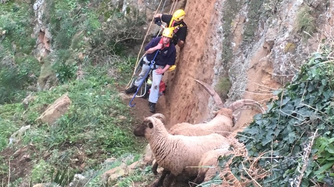 Officers said the sheep were "clearly in distress" (Photo: Jersey Fire & Rescue)