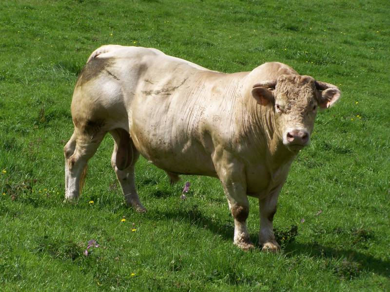 An animal expert said Charolais can be "flighty" when scared (Stock photo)