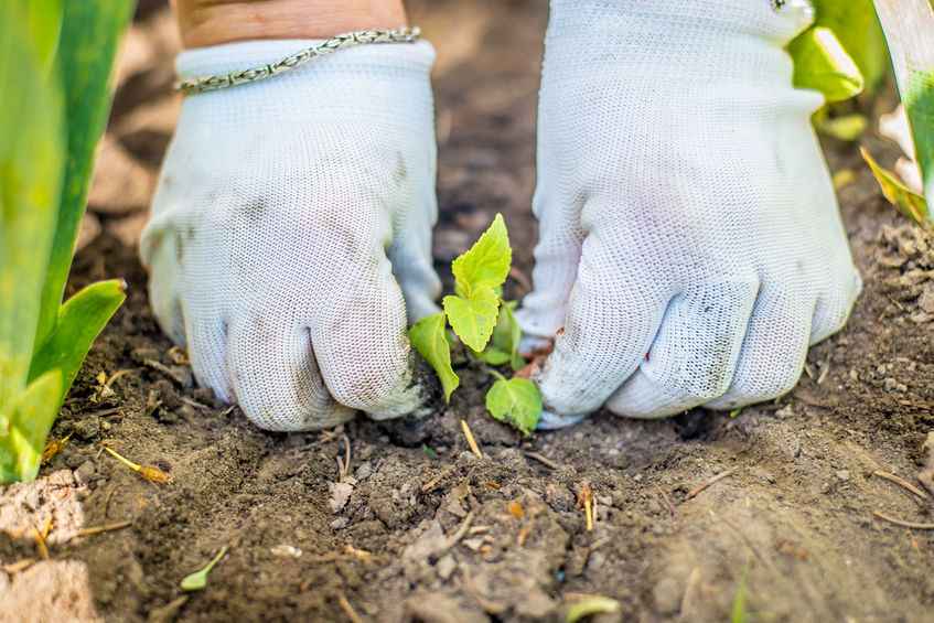 Over the past ten years a number of seed treatments, herbicides and desiccants have been removed from farmers' tool-kit