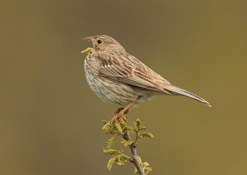 The corn bunting has seen an 89% decline since 1970