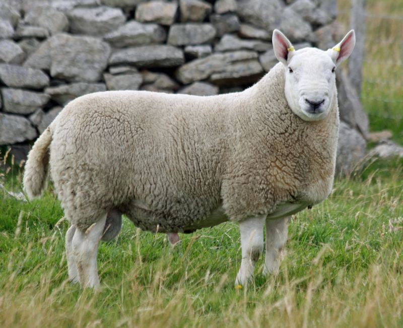 A new report looking at the longevity and welfare of rams has concluded farmers must give them more attention