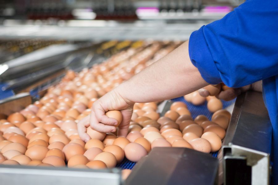The egg industry is seeing a shortage of migrant workers